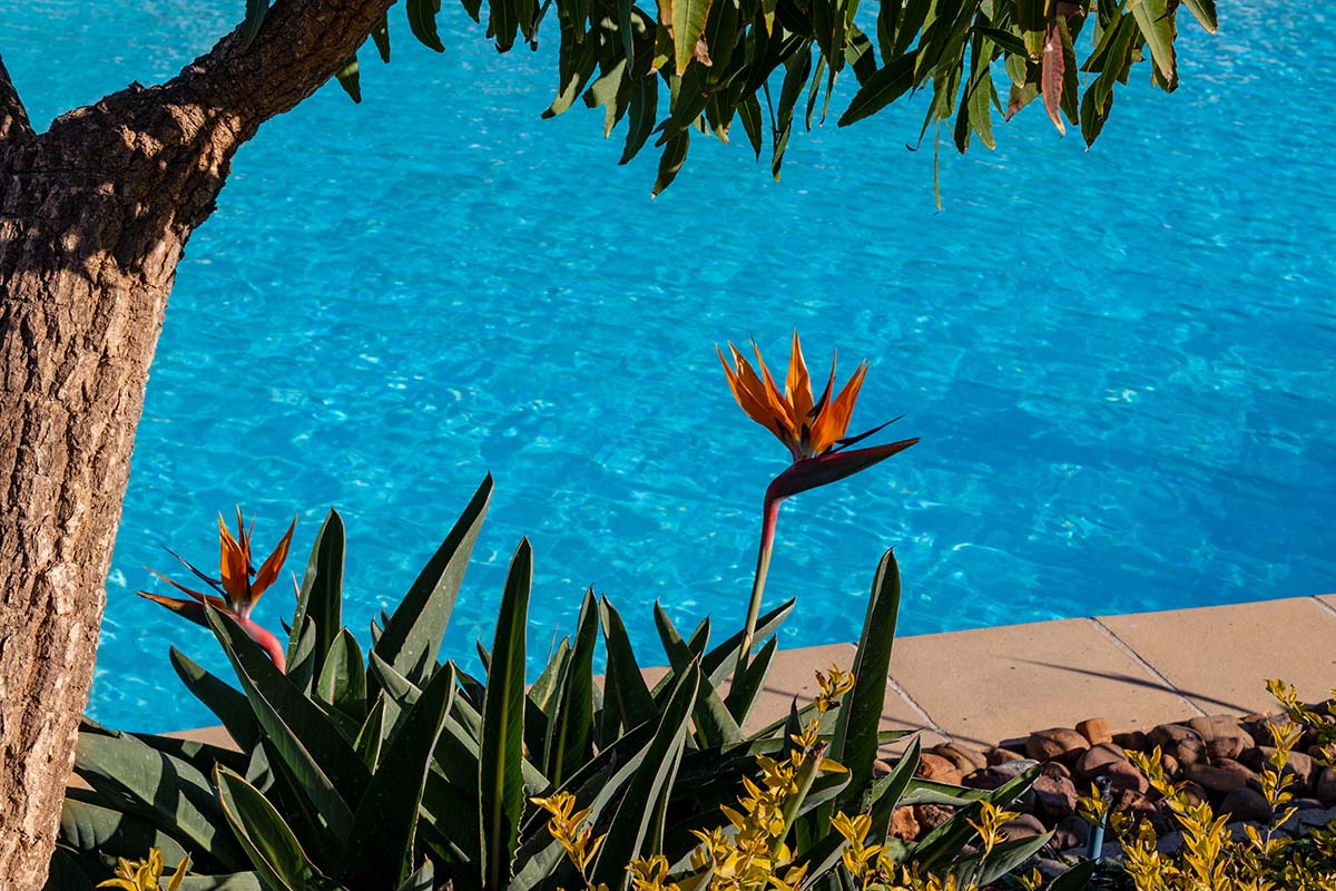 Cây thiên điểu được trồng trong khuôn viên bể bơi