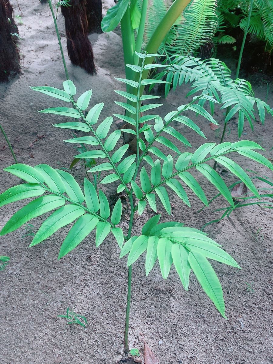 duong xỉ vua