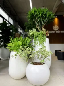BÁN CHẬU COMPOSITE TẠI HÀ NỘI