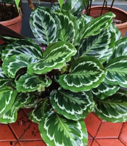 Bụi cây Đuôi Công Sọc (Calathea medallion) với lá tròn xanh đậm vân bạc trồng trong chậu