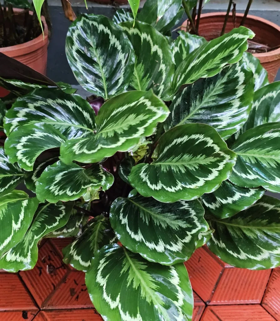 Bụi cây Đuôi Công Sọc (Calathea medallion) với lá tròn xanh đậm vân bạc trồng trong chậu