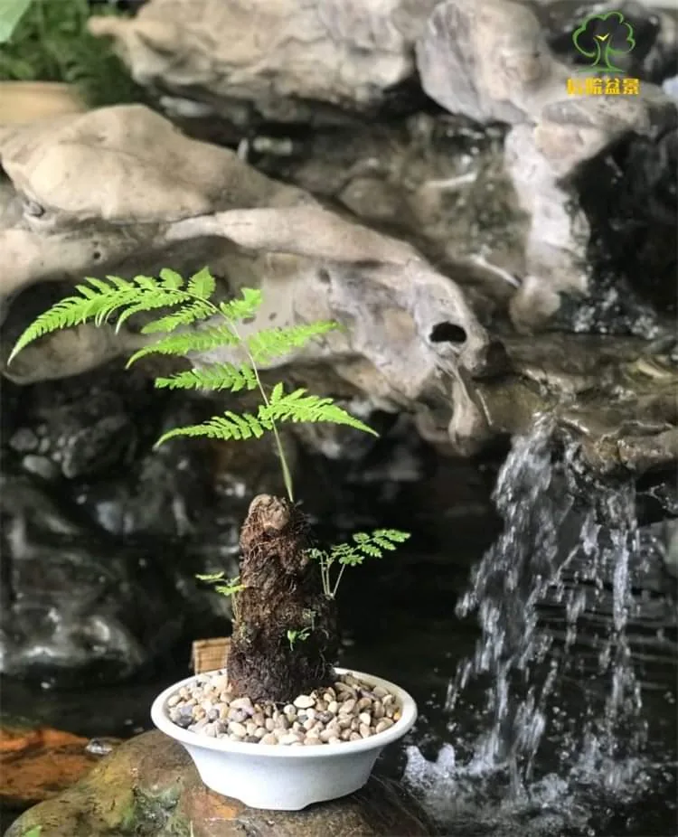 caay cẩu tích