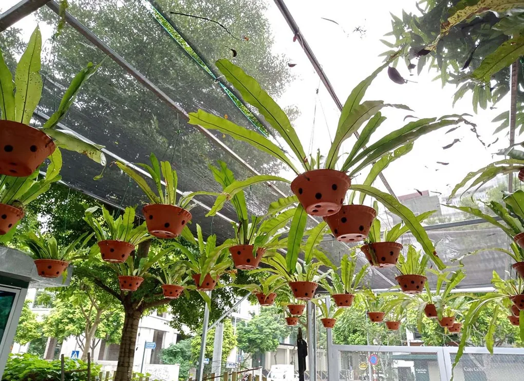 cách trồng cây tổ quạ