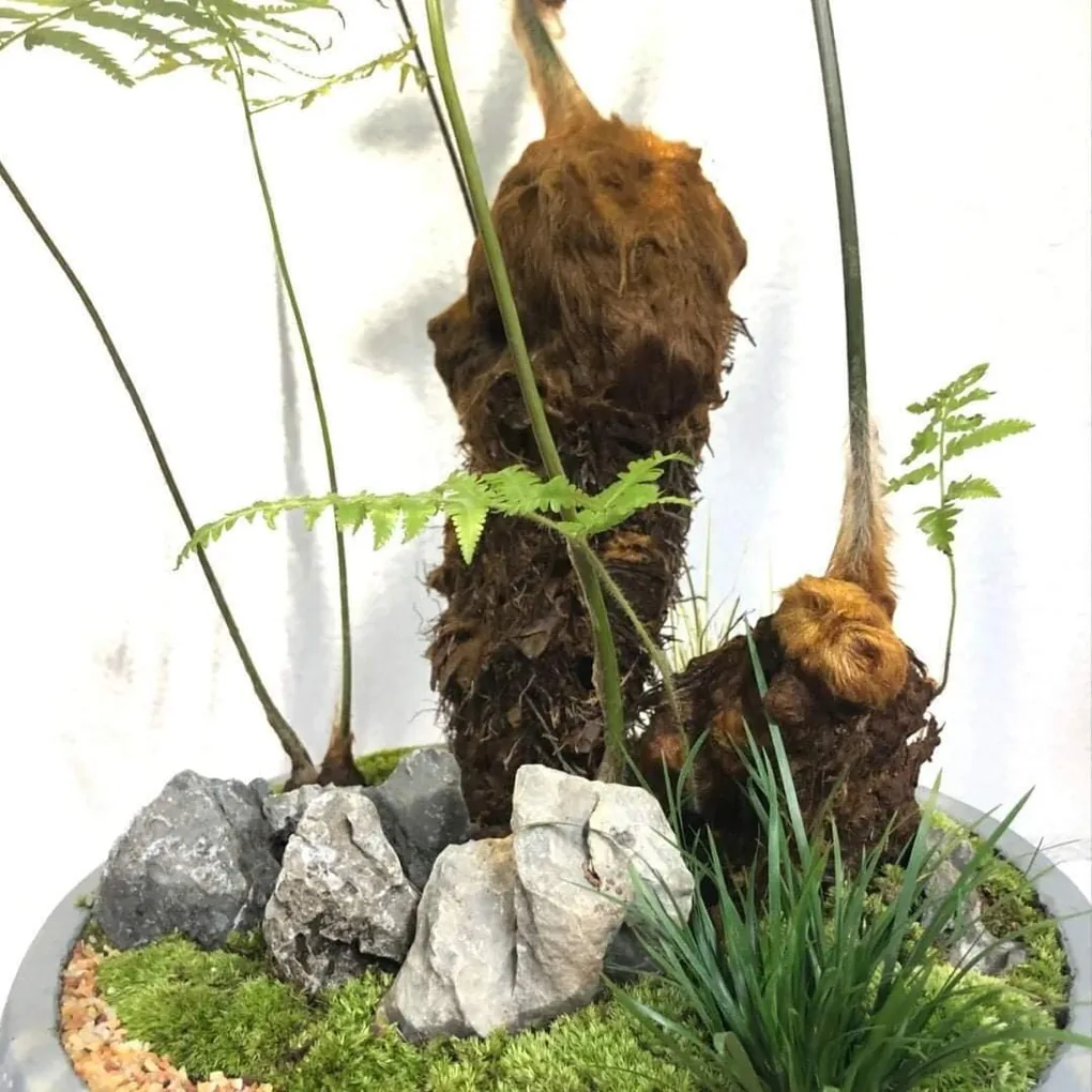 cây cẩu tích