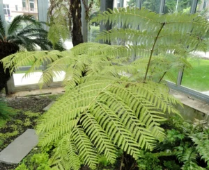 Cây dương xỉ thân gỗ non (Cyathea) tán lá kép xẻ lông chim xòe rộng trong nhà kính