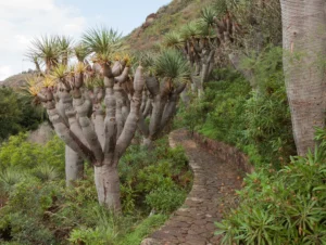 Cây huyết rồng (Dracaena draco) nhiều thân mọc từ gốc trong vườn