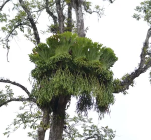 Cây Ổ Rồng Nhỏ (Platycerium coronarium) bám trên thân cây lớn, lá ổ xòe và lá rủ dài buông xuống
