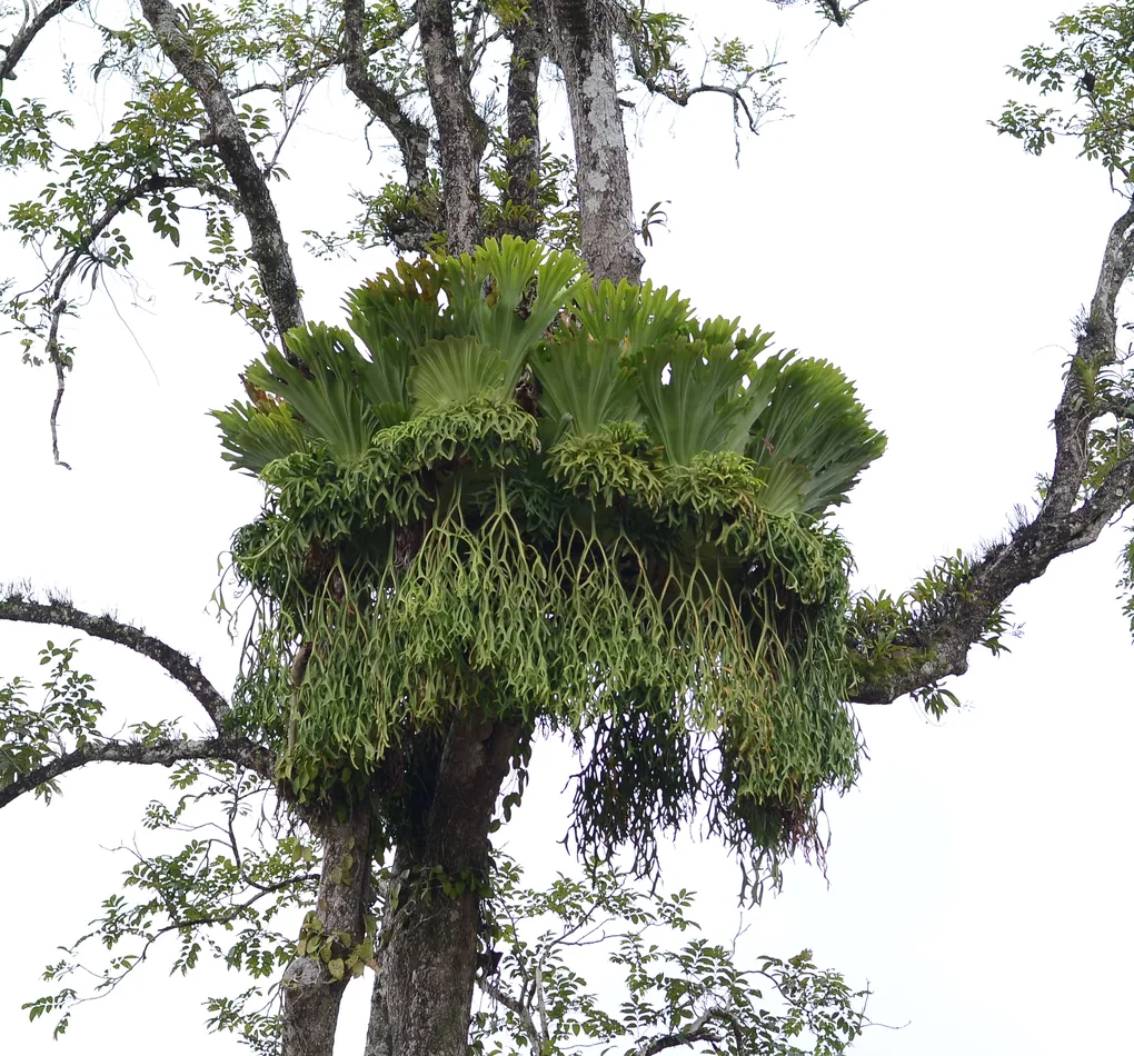 Cây Ổ Rồng Nhỏ (Platycerium coronarium) bám trên thân cây lớn, lá ổ xòe và lá rủ dài buông xuống