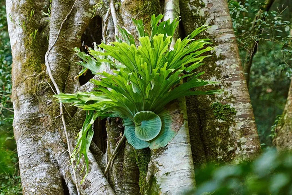 Cây ổ rồng trong tự nhiên