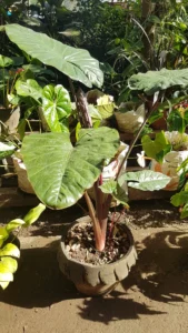 Cây ráy tím trồng chậu, cuống lá màu tím đỏ, lá xanh to hình tim