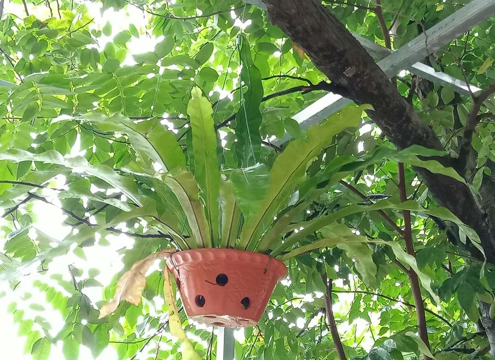 cây tổ quạ