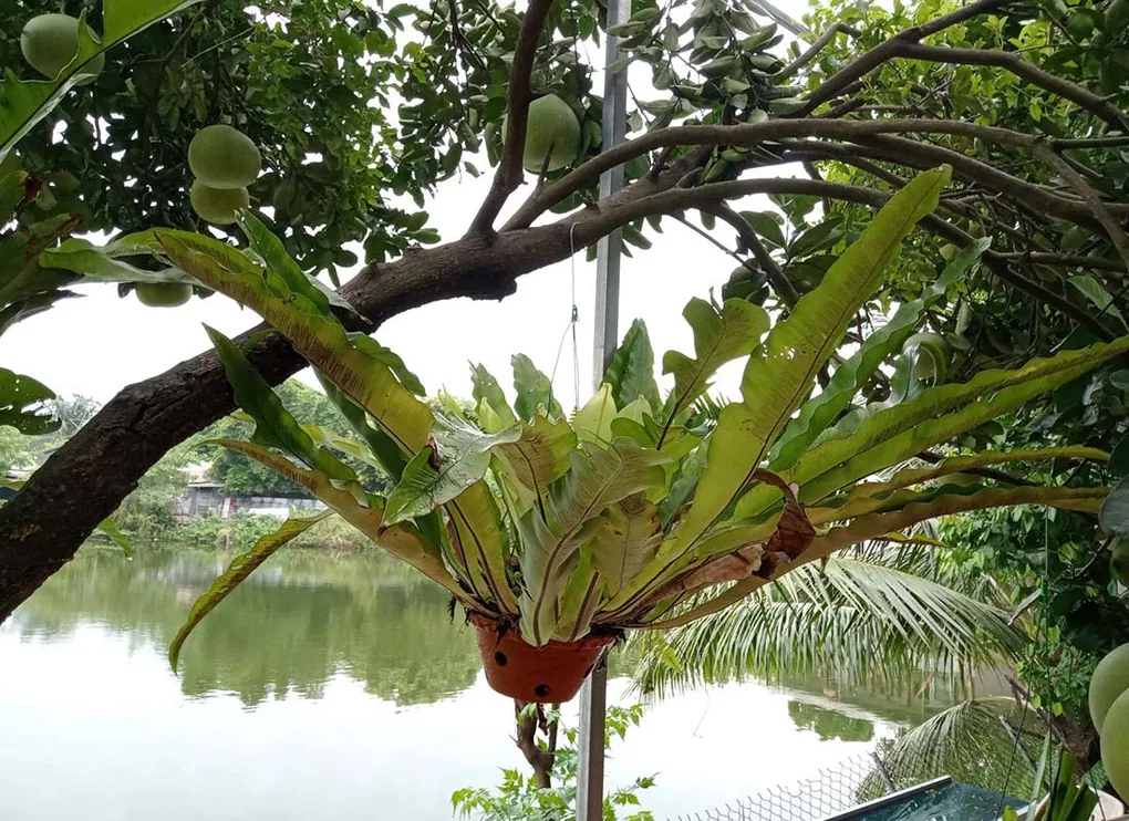 Chăm sóc cây tổ quả