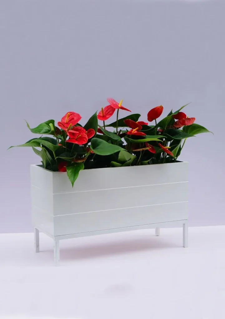 Chậu composite hình chữ nhật