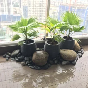 Chậu xi măng mài trứng vằn