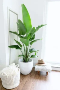 Chuối Cảnh