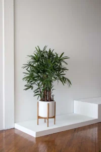 Cọ Cảnh