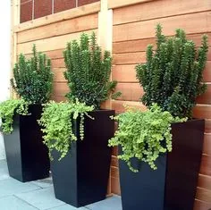 DECOR CHẬU COMPOSITE NHỮNG ĐIỀU CẦN LƯU Ý