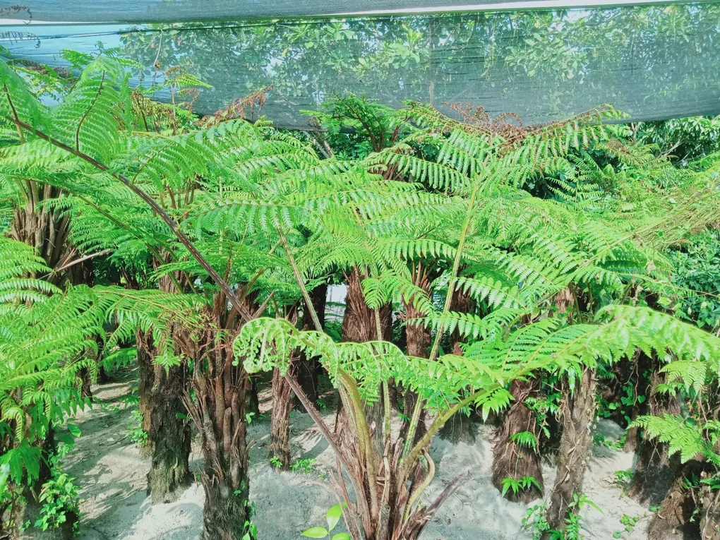 dương xỉ cổ đại