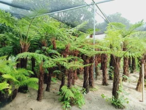 Dương Xỉ Cổ Đại