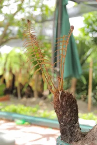 Dương Xỉ Thân Gỗ Đơn Thân