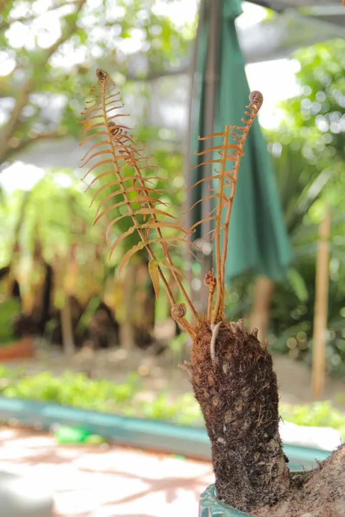 Dương Xỉ Thân Gỗ Đơn Thân