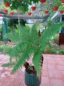 Dương Xỉ Thân Gỗ Đa Thân