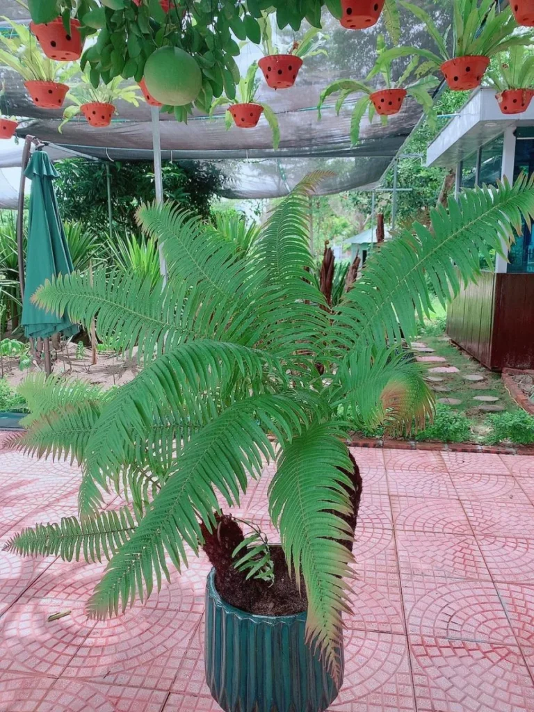Dương Xỉ Thân Gỗ Phụ Tử
