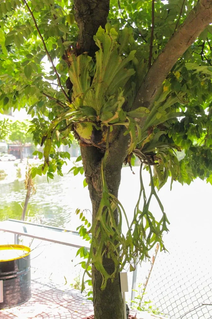 Ổ Rồng Đại