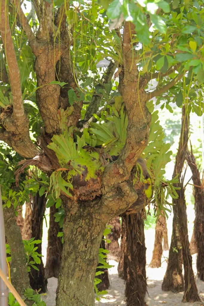 Ổ Rồng Đại
