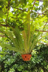 Tổ Quạ