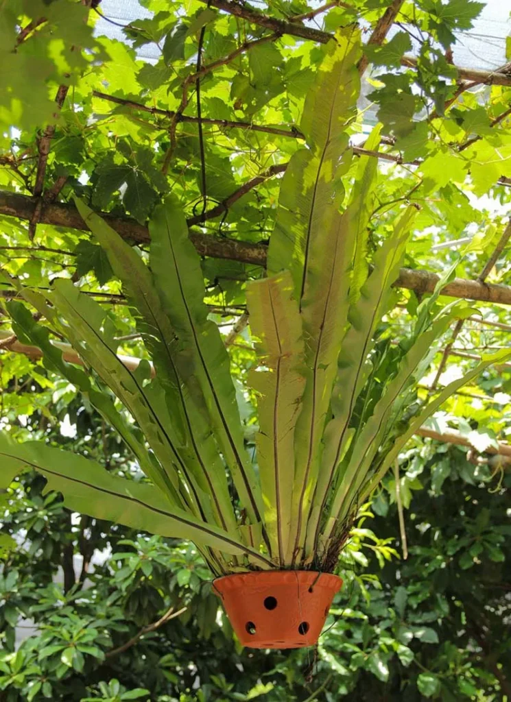 tổ quạ đẹp