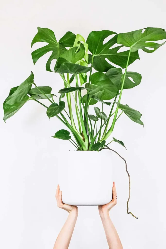 Trầu Bà Lá Xẻ