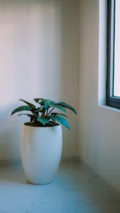Chậu trắng láng dáng trứng cao trồng cây lá xanh ở góc phòng