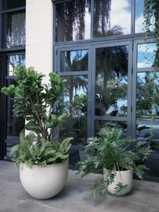 Chậu trắng ngà dáng tròn đầy trồng cây bàng Singapore trước cửa kính