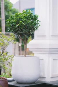Chậu trắng nhám mịn dáng bầu trồng cây gỗ nhỏ, đặt cạnh cột trắng