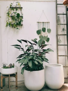 Hai chậu trắng dáng trứng cùng mẫu trồng cây lá xanh, cạnh tường trắng